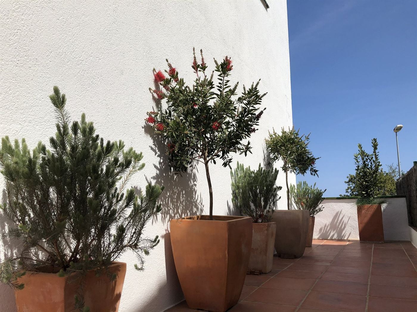 Jardí al Masnou II — Tropios Gardens