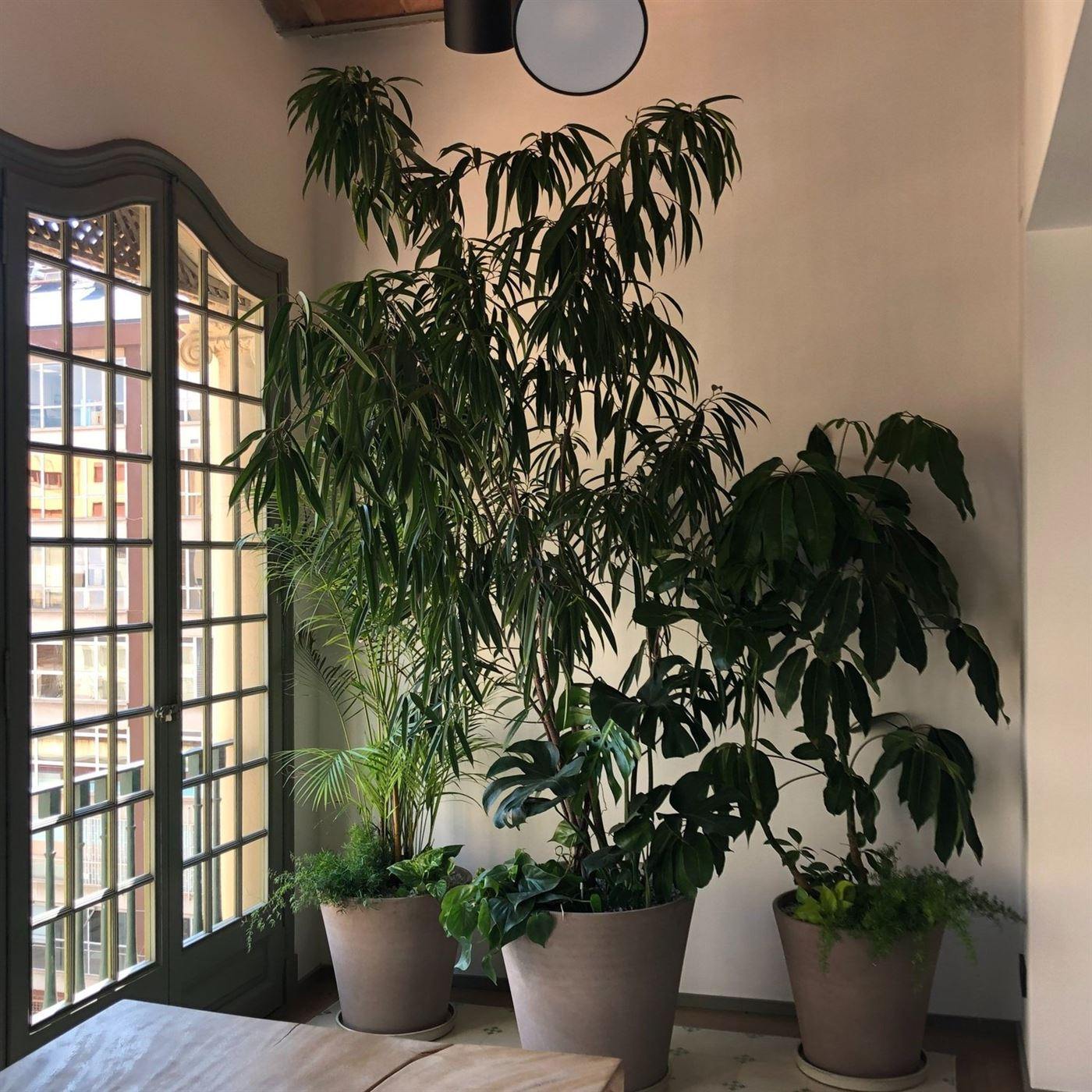 Oficines al passeig de Gràcia — Tropios Gardens